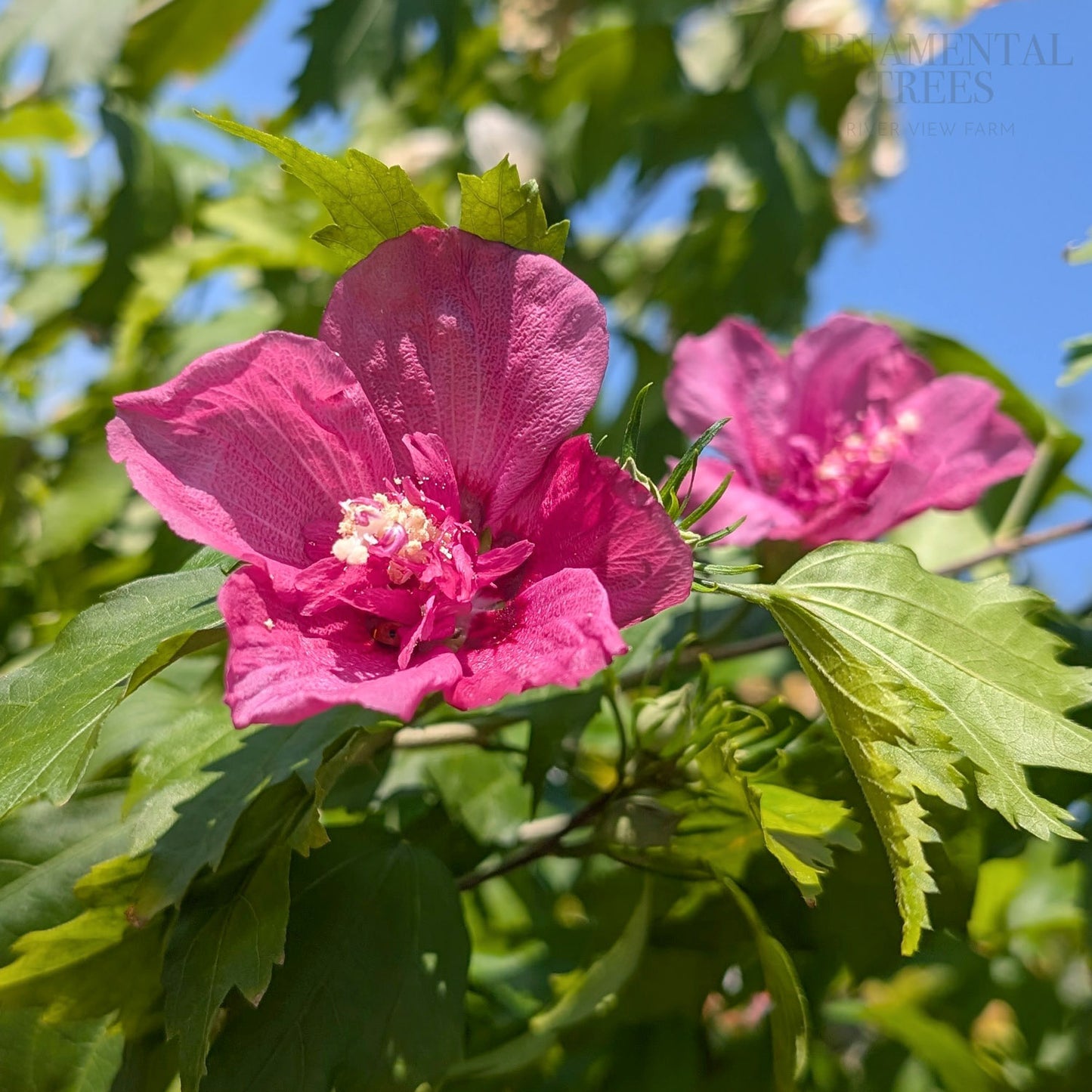 Hibiscus syriacus Flower Tower Ruby 