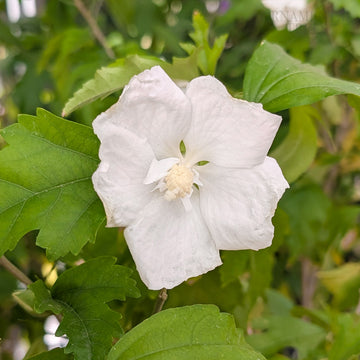 Hibiscus syriacus Flower Tower White