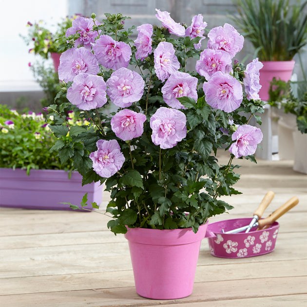 Hibiscus Lavender Chiffon flower