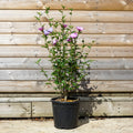 Hibiscus Lavender Chiffon 10L pot