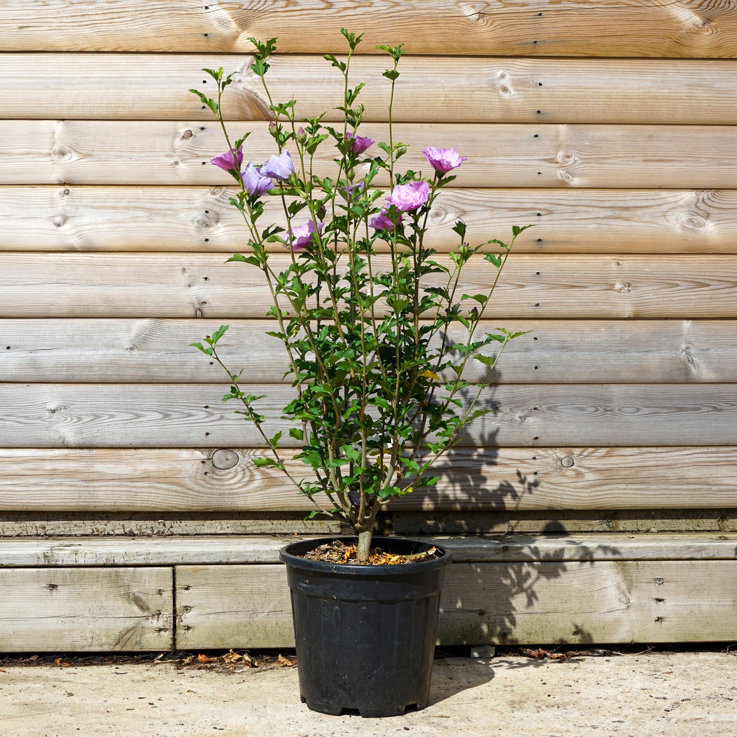 Hibiscus Lavender Chiffon 10L pot