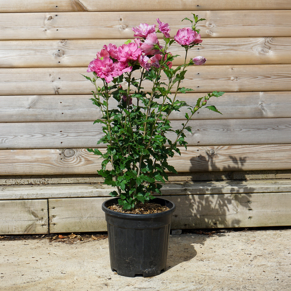 Hibiscus 'Pink Chiffon' 10L pot