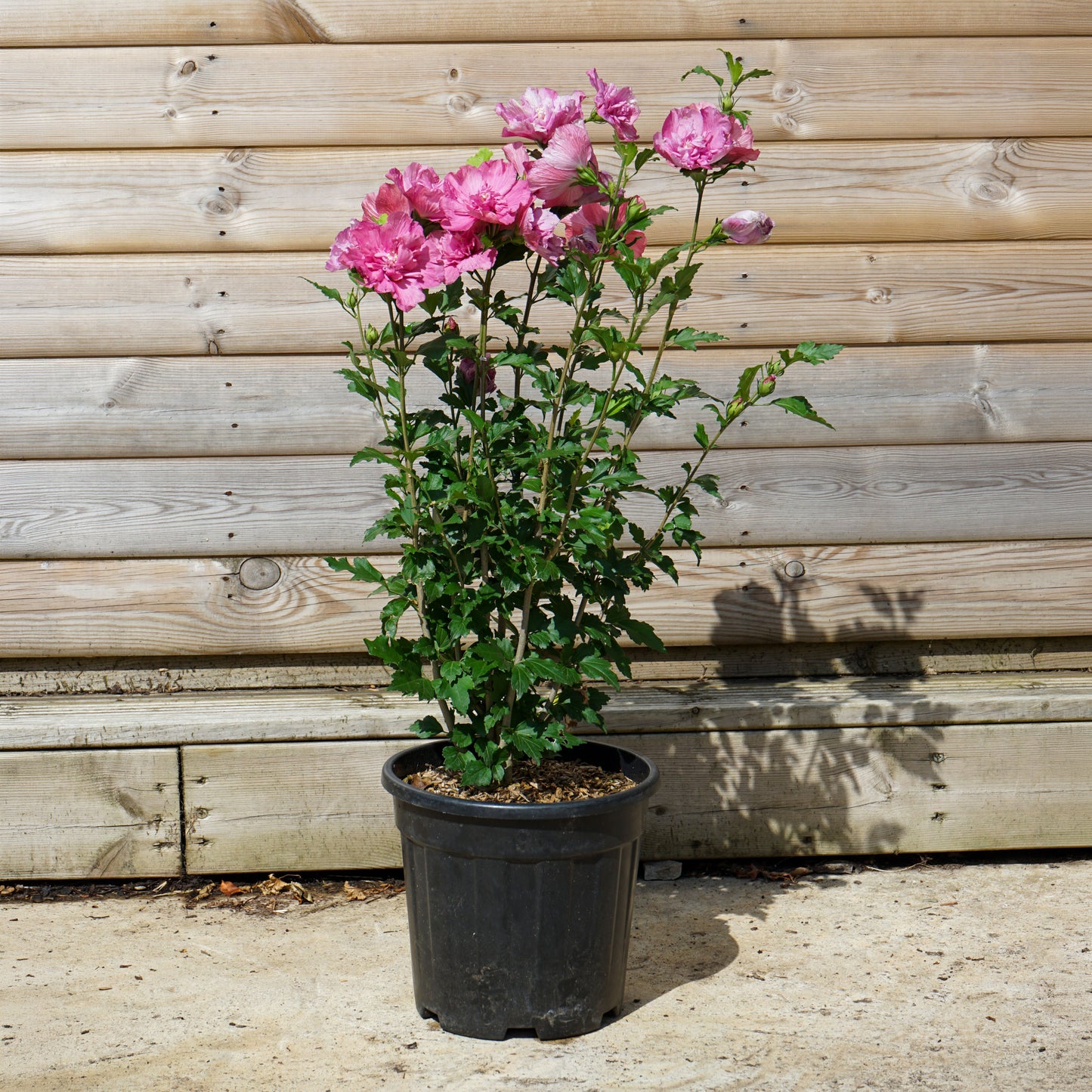 Hibiscus 'Pink Chiffon' 10L pot