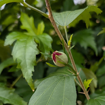 Hibiscus syriacus Flower Tower Ruby 