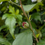 Hibiscus syriacus Flower Tower Ruby 