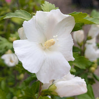Hibiscus syriacus 'William R. Smith'