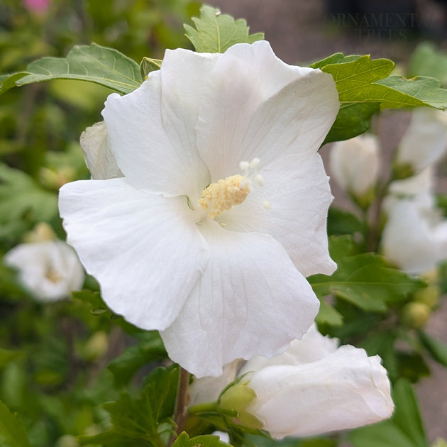 Hibiscus syriacus 'William R. Smith'