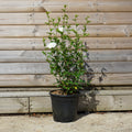 Hibiscus 'White Chiffon' 10L pot