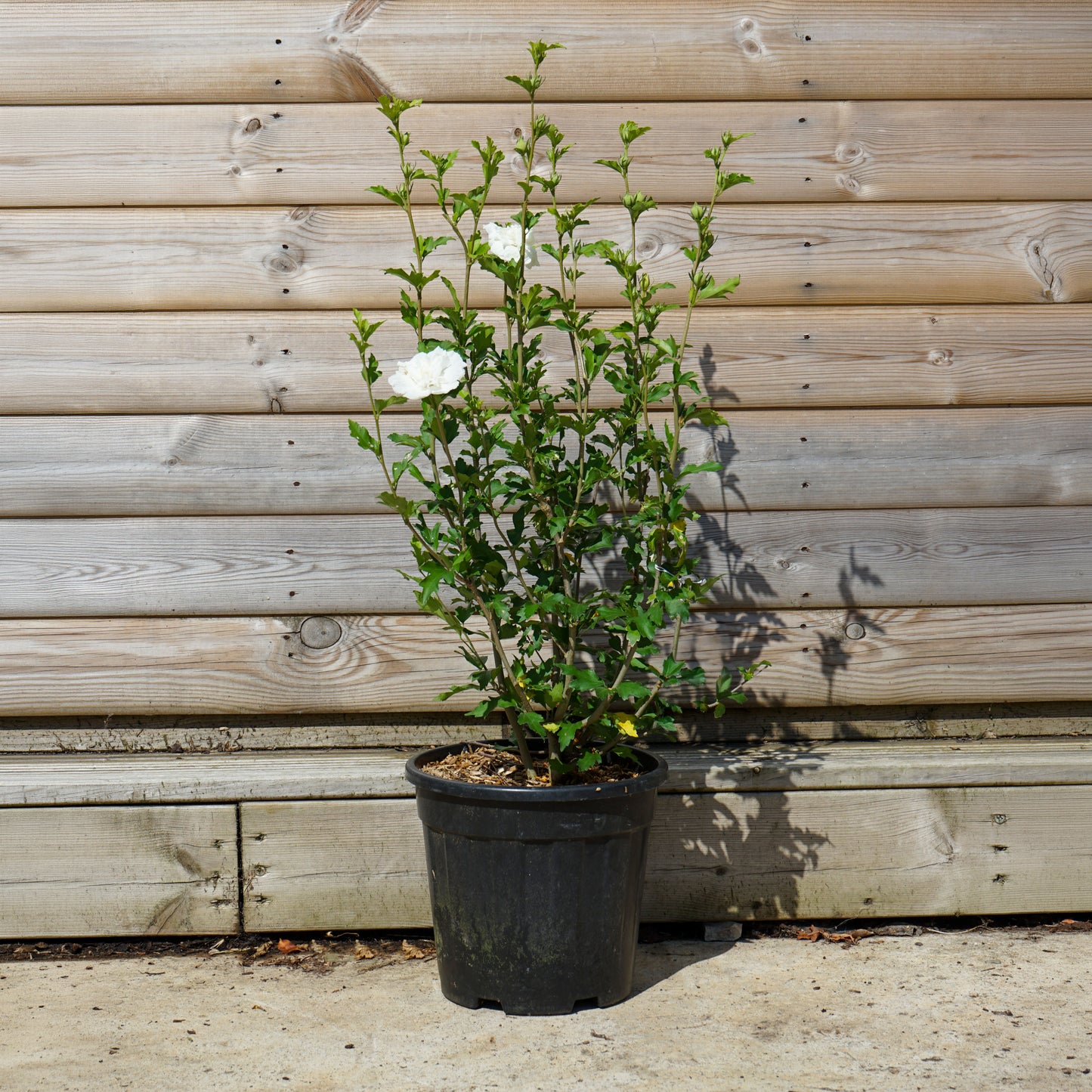 Hibiscus 'White Chiffon' 10L pot