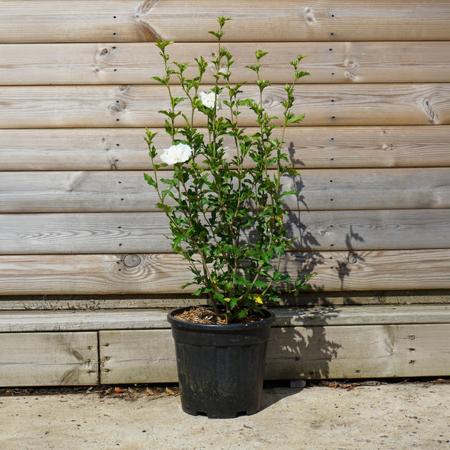 Hibiscus 'White Chiffon' 10L pot