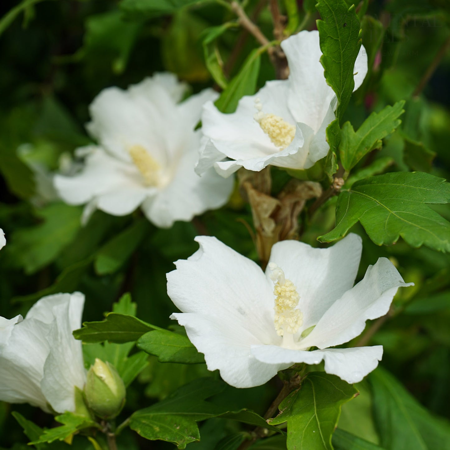 Hibiscus 'William R Smith' in flower
