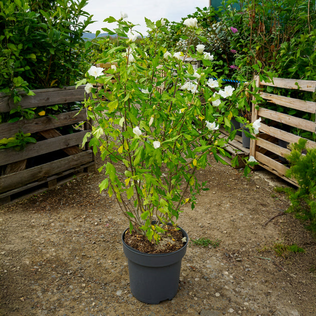 Hibiscus 'William R smith' shrub in 12L pot