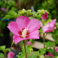 Hibiscus 'Woodbridge'
