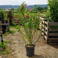 Hibiscus 'Woodbridge' 12L pot