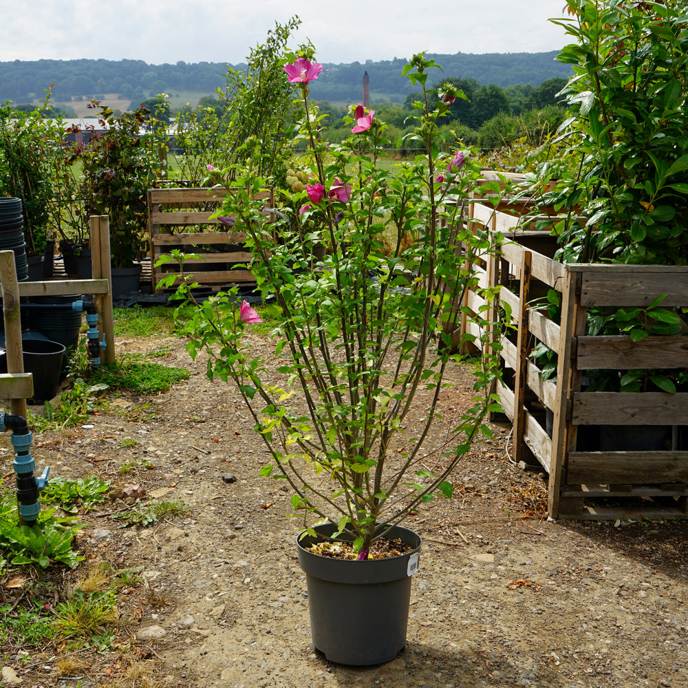 Hibiscus 'Woodbridge' 12L pot
