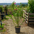 Hibiscus 'Woodbridge' 12L pot