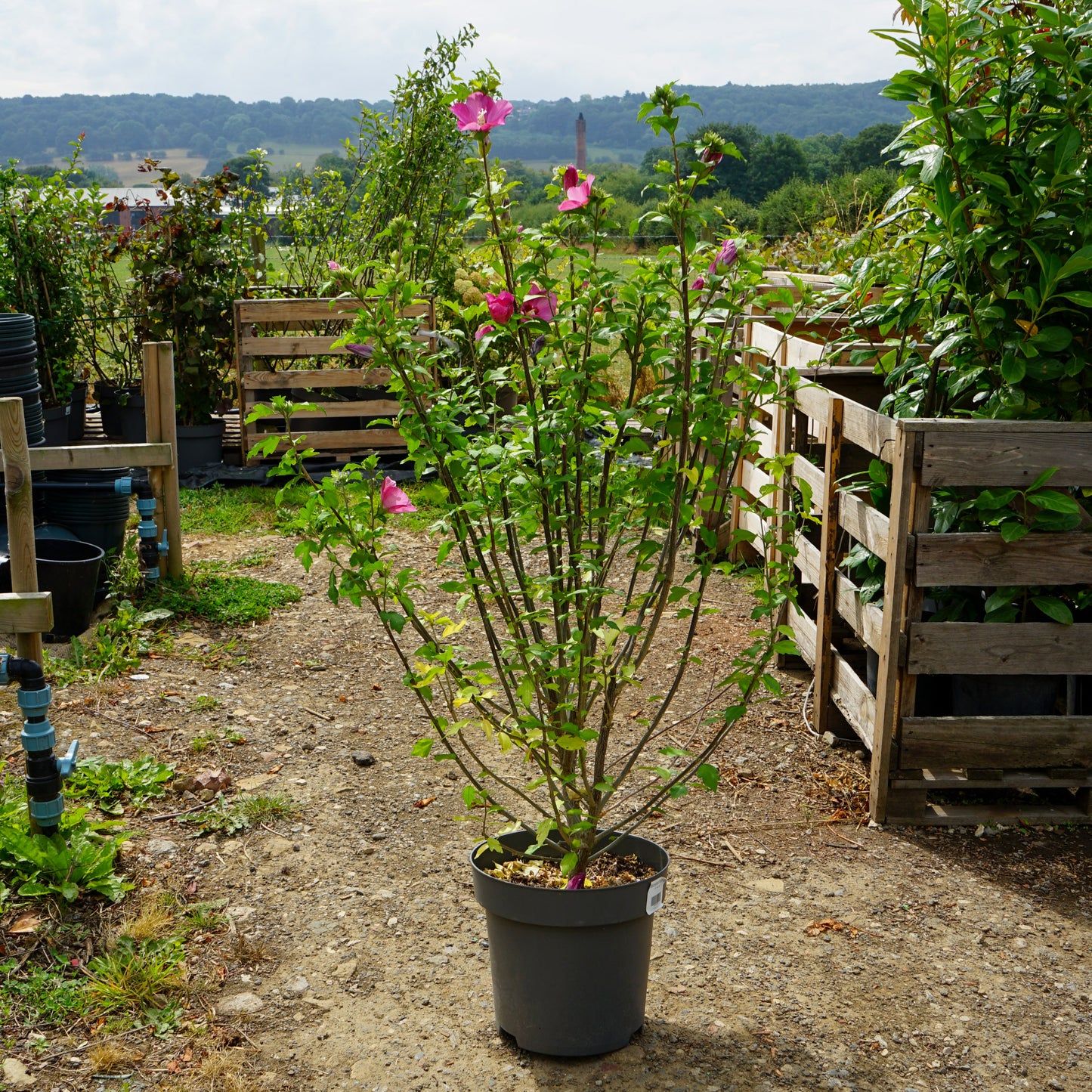 Hibiscus 'Woodbridge' 12L pot