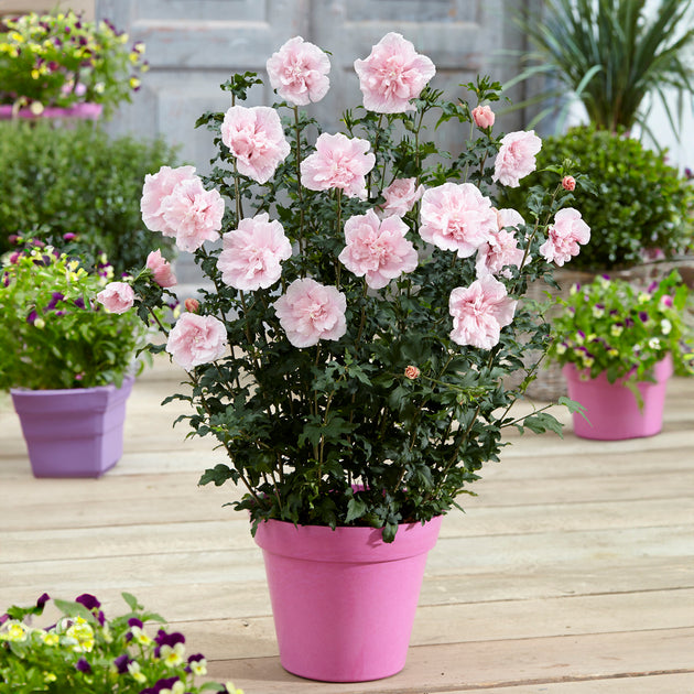 Hibiscus pink chiffon flowers
