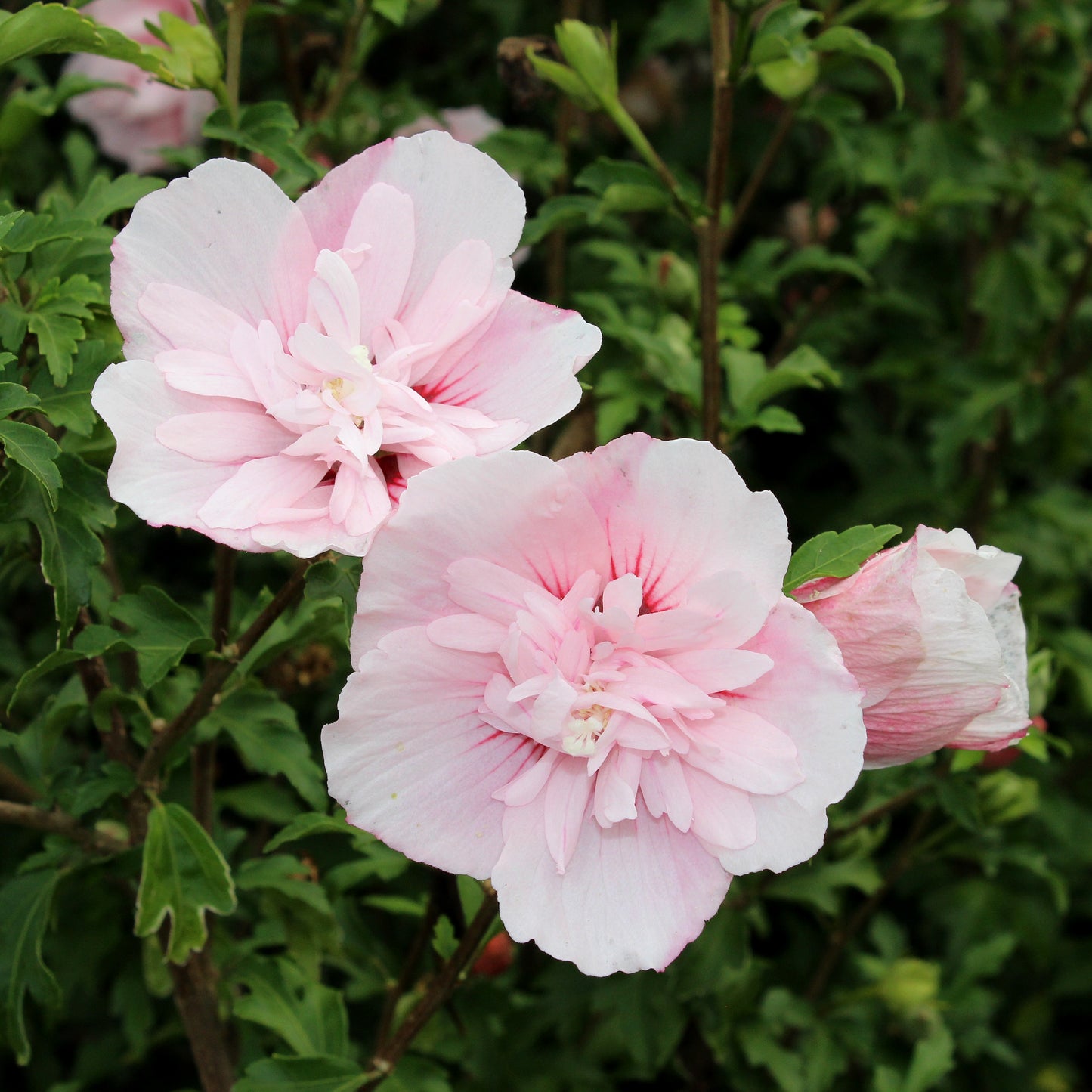 Hibiscus pink chiffon flower