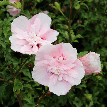 Hibiscus pink chiffon flower