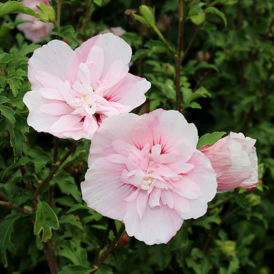 Hibiscus pink chiffon flower