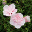 Hibiscus pink chiffon flower