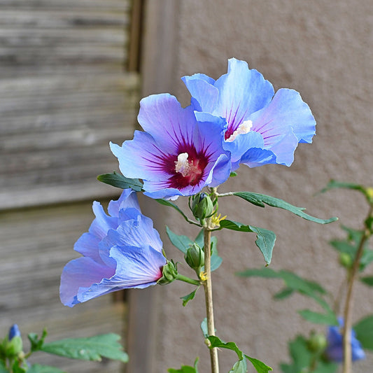 Hibiscus syriacus 'Marina'