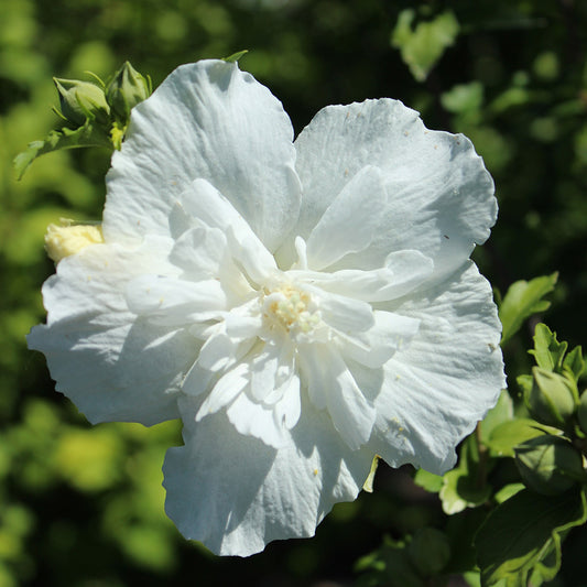 Hibiscus syriacus White Chiffon