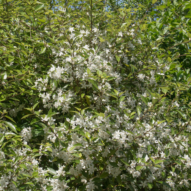 Hoheria sexstylosa 'Snow White' mature tree in flower