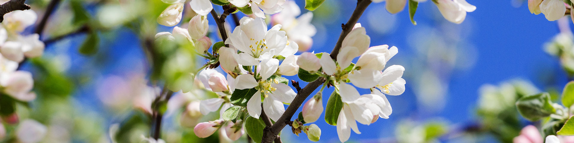 Banner with flowering tree background