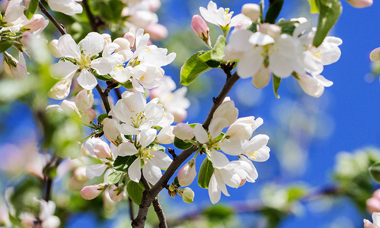 Banner with flowering tree background
