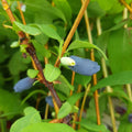 Bush, 30-50cm, 3L pot