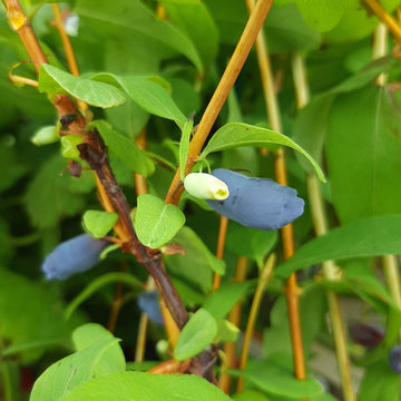 Honeyberry Aurora 