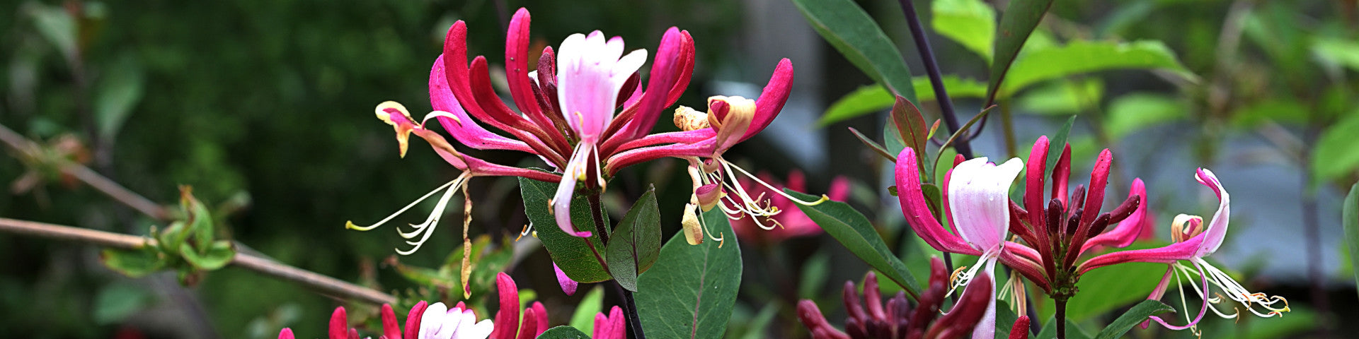 Honeysuckle flowers