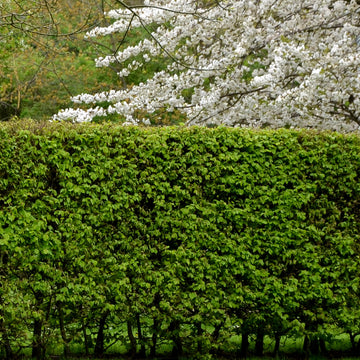 Carpinus betulus hornbeam hedging
