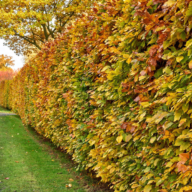 Carpinus betulus Hornbeam hedge in autumn