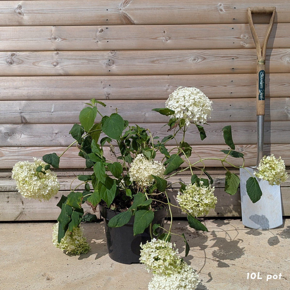Hydrangea arborescens 'Annabelle' bush in 10 litre pot