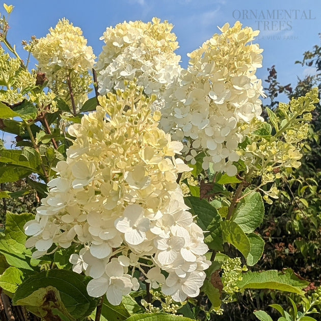 Hydrangea paniculata 'Hercules' ® with creamy flower cones in summer