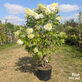 Bush, 125-150, 20L