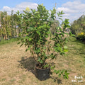 Bush, 100-125, 20L