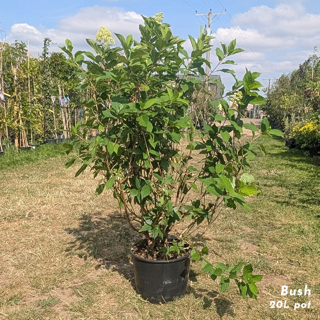 Hydrangea paniculata Mojito