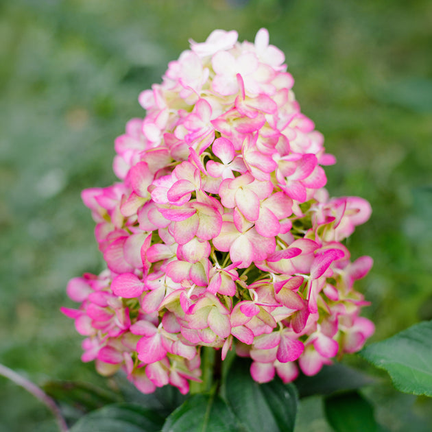 Hydrangea paniculata 'Hercules'