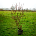Bush, 120-150cm, 20L