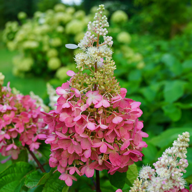 Hydrangea Pinky Winky flowers