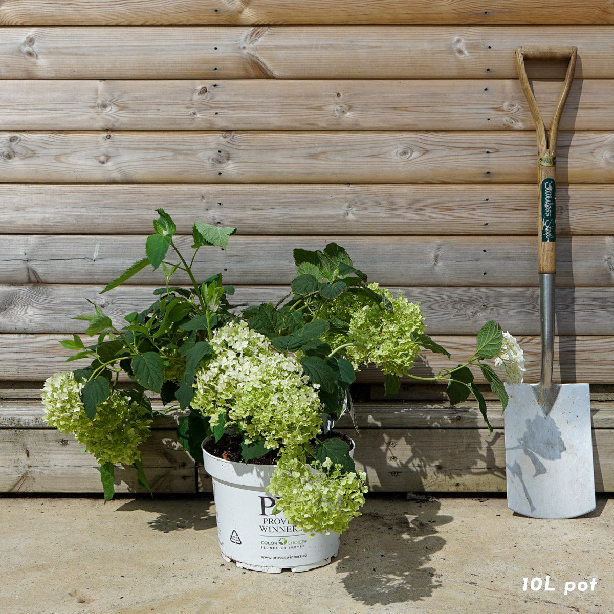 Hydrangea 'Strong Annabelle' in 10L pot