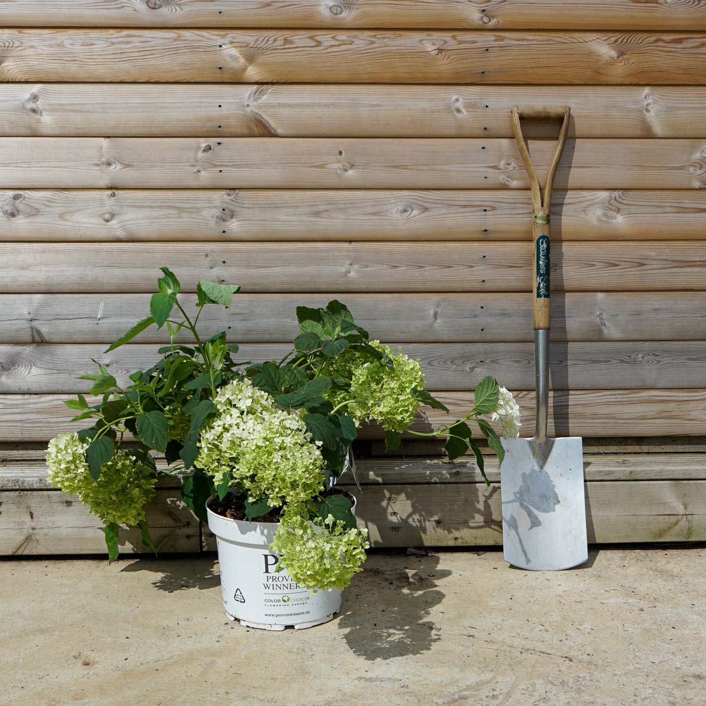 Hydrangea 'Strong Annabelle' 10L pot