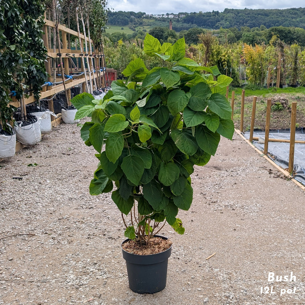 Hydrangea Strong Annabelle shrub in 12L pot