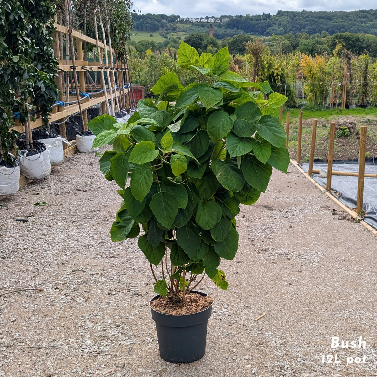 Hydrangea Strong Annabelle shrub in 12L pot