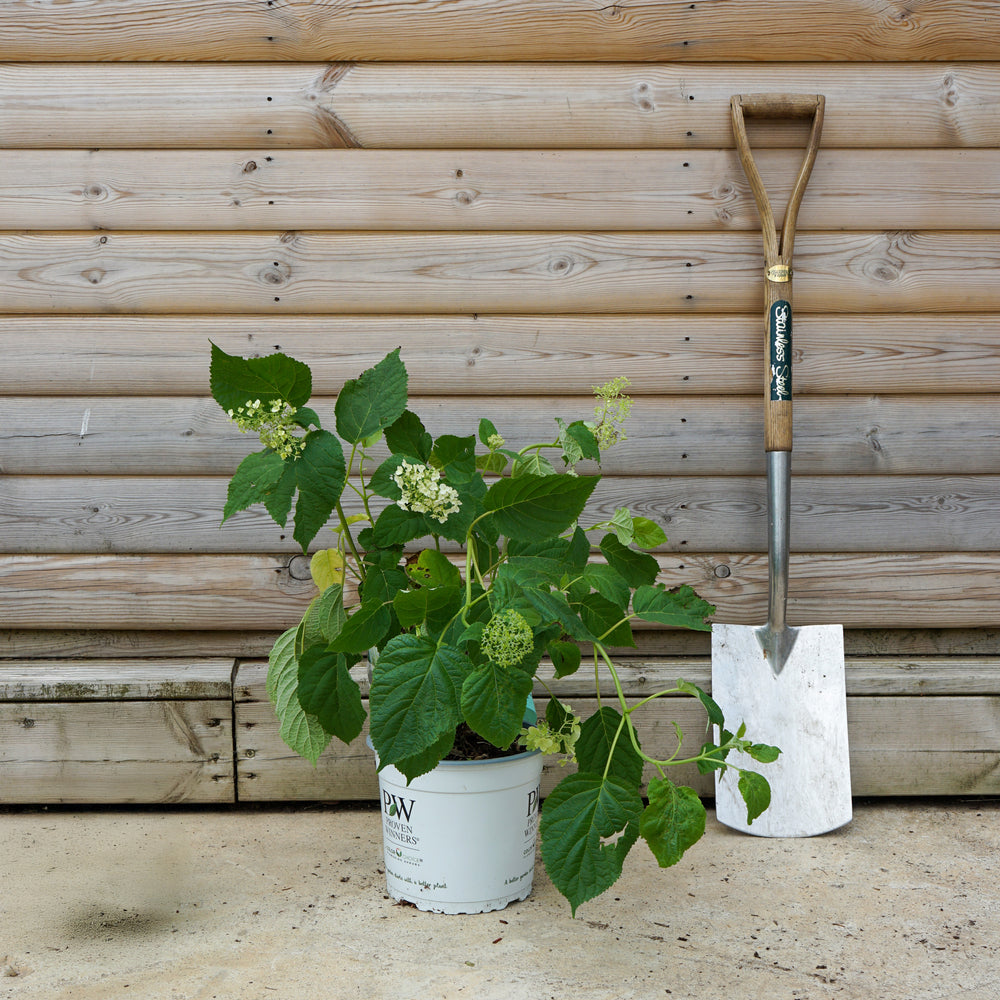 Hydrangea 'Strong Annabelle' 5L pot