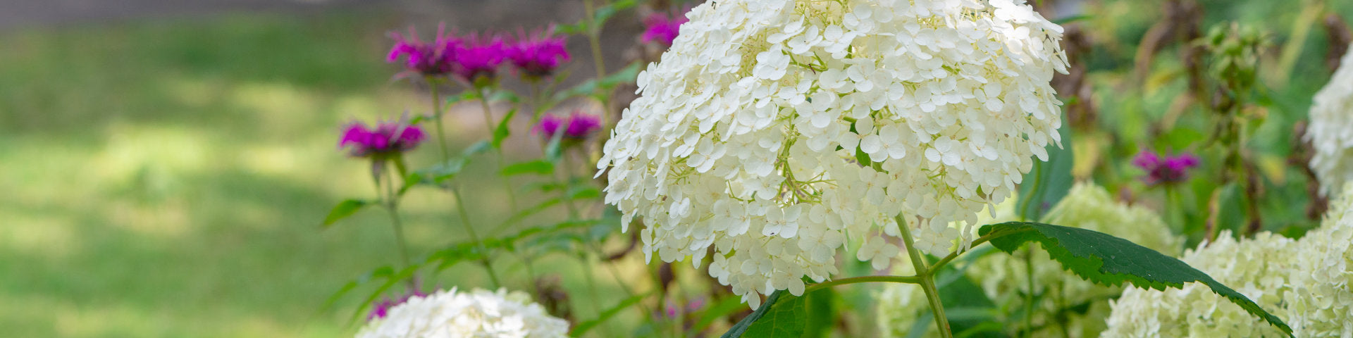 Cream Hydrangea flowers